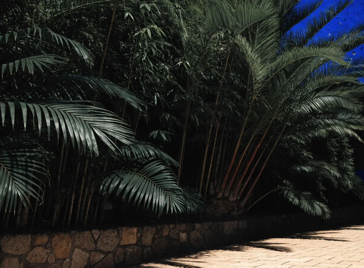 Garden foliage wall against stone at Jardin Majorelle, low camera angle